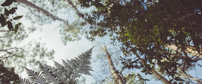 Comment One Tree Planted soutient les efforts de reboisement dans le monde (et comment s'impliquer facilement)